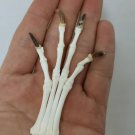Real Fox Paw Bone – Taxidermy Specimen for Altar, Oddity, Crafts, Art, & Display
