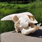Real Sheep Skull – Bleached Taxidermy Specimen Ram Bone DIY Craft & Collectibles