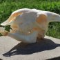 Real Sheep Skull â Bleached Taxidermy Specimen Ram Bone DIY Craft & Collectibles