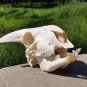 Real Sheep Skull â Bleached Taxidermy Specimen Ram Bone DIY Craft & Collectibles