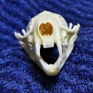 Real Mink Skull – Cleaned & Bleached Bone Specimen for Taxidermy & Crafts
