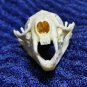 Real Mink Skull – Cleaned & Bleached Bone Specimen for Taxidermy & Crafts