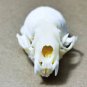 Real Mink Skull – Cleaned & Bleached Bone Specimen for Taxidermy & Crafts