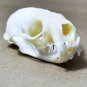 Real Mink Skull – Cleaned & Bleached Bone Specimen for Taxidermy & Crafts