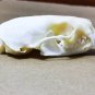 Real Mink Skull – Cleaned & Bleached Bone Specimen for Taxidermy & Crafts