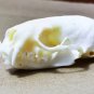 Real Mink Skull – Cleaned & Bleached Bone Specimen for Taxidermy & Crafts