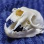 Real Mink Skull – Cleaned & Bleached Bone Specimen for Taxidermy & Crafts