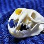 Real Mink Skull – Cleaned & Bleached Bone Specimen for Taxidermy & Crafts