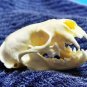Real Mink Skull – Cleaned & Bleached Bone Specimen for Taxidermy & Crafts