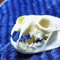 Real Mink Skull – Cleaned & Bleached Bone Specimen for Taxidermy & Crafts