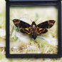 Framed Death&acirc;��s-Head Hawkmoth &acirc;�� Gothic Insect Display | Taxidermy Oddities Gift
