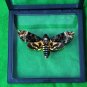 Framed Death&acirc;��s-Head Hawkmoth &acirc;�� Gothic Insect Display | Taxidermy Oddities Gift