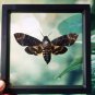 Framed Death&acirc;��s-Head Hawkmoth &acirc;�� Gothic Insect Display | Taxidermy Oddities Gift