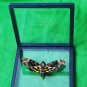 Framed Death&acirc;��s-Head Hawkmoth &acirc;�� Gothic Insect Display | Taxidermy Oddities Gift