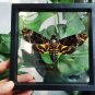 Framed Death&acirc;��s-Head Hawkmoth &acirc;�� Gothic Insect Display | Taxidermy Oddities Gift