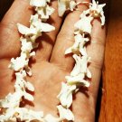 25 Real Mink Vertebrae Bones – Bleached Jewelry Beads Taxidermy Specimens