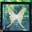 Real Luna Moth Actias luna – Green Insect Display Nature Taxidermy Art Oddities
