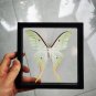 Real Luna Moth Actias luna â Green Insect Display Nature Taxidermy Art Oddities