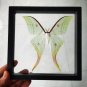 Real Luna Moth Actias luna â Green Insect Display Nature Taxidermy Art Oddities