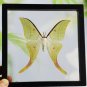 Real Luna Moth Actias luna â Green Insect Display Nature Taxidermy Art Oddities