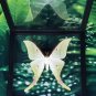 Real Luna Moth Actias luna â Green Insect Display Nature Taxidermy Art Oddities