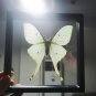 Real Luna Moth Actias luna â Green Insect Display Nature Taxidermy Art Oddities