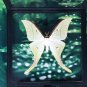 Real Luna Moth Actias luna â Green Insect Display Nature Taxidermy Art Oddities