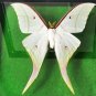 Real Luna Moth Actias luna â Green Insect Display Nature Taxidermy Art Oddities