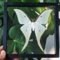 Real Luna Moth Actias luna â Green Insect Display Nature Taxidermy Art Oddities