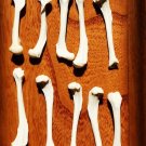 10 Real Mink Leg Bones – Cleaned Bleached Specimen Jewelry Making, Altar, Crafts