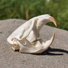 Real Brown Rat Skull – Genuine Rodent Bone Specimen for Art, Crafts, or Display