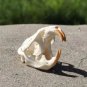 Real Brown Rat Skull – Genuine Rodent Bone Specimen for Art, Crafts, or Display