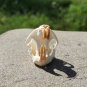 Real Brown Rat Skull – Genuine Rodent Bone Specimen for Art, Crafts, or Display