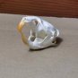 Real Brown Rat Skull – Genuine Rodent Bone Specimen for Art, Crafts, or Display
