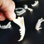 10 Real Mink Jawbones &acirc;�� Cleaned Bone Specimens for Jewelry, Crafts & Decor