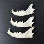 10 Real Mink Jawbones &acirc;�� Cleaned Bone Specimens for Jewelry, Crafts & Decor