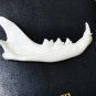10 Real Mink Jawbones &acirc;�� Cleaned Bone Specimens for Jewelry, Crafts & Decor