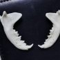 10 Real Mink Jawbones &acirc;�� Cleaned Bone Specimens for Jewelry, Crafts & Decor