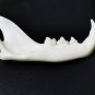 10 Real Mink Jawbones &acirc;�� Cleaned Bone Specimens for Jewelry, Crafts & Decor