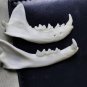 10 Real Mink Jawbones &acirc;�� Cleaned Bone Specimens for Jewelry, Crafts & Decor