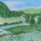 093 Field of Daisies, Upper Margaree Valley