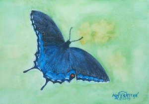 106 Black Swallowtail