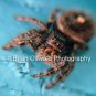 Cute Fuzzy Spider - 5x7