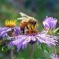 Spring Pollinator - 5x7