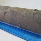 Small Russian Olivewood Log with Bark Turning Wood 9x2.5 in