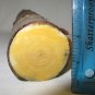 Small Russian Olivewood Log with Bark Turning Wood 9x2.5 in