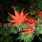 Digital Art JPG Photo Japanese Maple Leaf on Yew