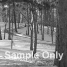 "Winter Pines" - 5x7 - Original Black and White Photo - signed