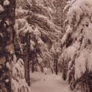 "Snowy Trail" - 5x7 - Original Sepia Photo - signed