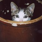 "No Peeking" - 8x10 - Original Color Photo - signed